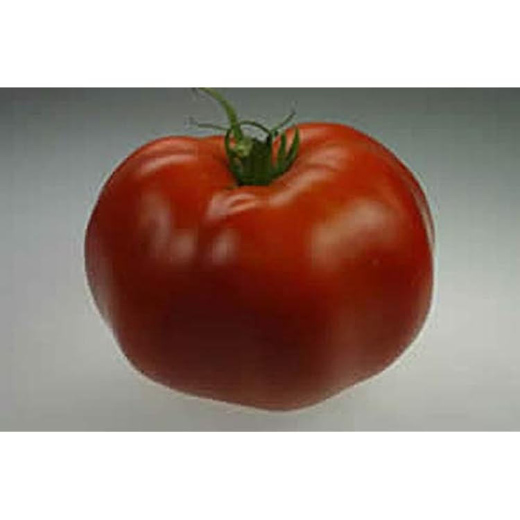 Ramapo Tomato Seeds