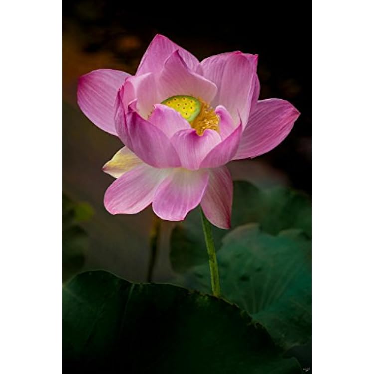 Brooklyn Lotus by Chris Lord Photo Photograph Cool Wall Art Print Poster 24x36