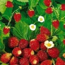 Strawberry Alpine Regina (Fragaria Vesca) Great Heirloom Vegetable 40 Seeds