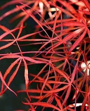 Red Spider Japanese Maple 1 - Year Graft