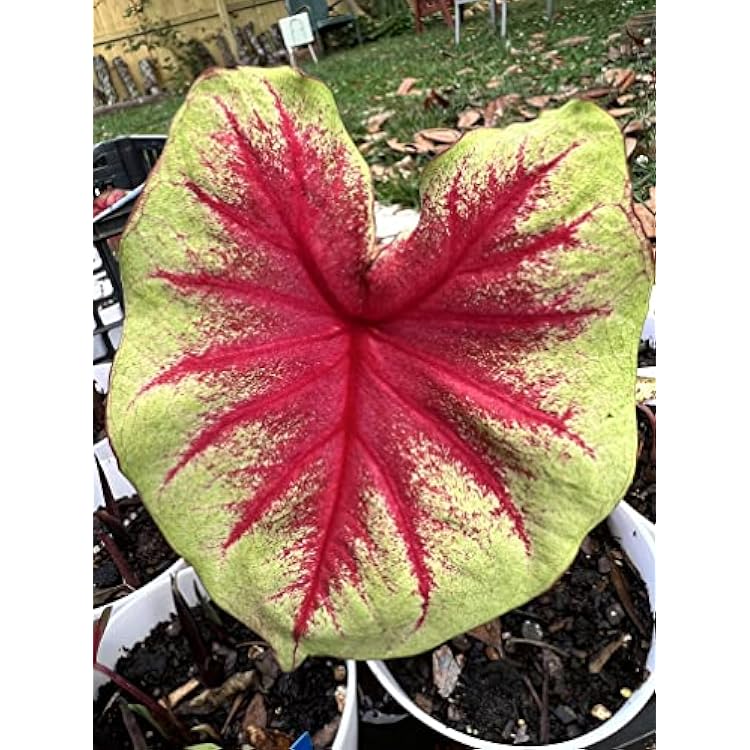 Caladium Scarlet Pimpernel 2 Bulbs - Easy to Grow Indoor Houseplant and Outdoor Perennial Flower Bulb Ready for Planting