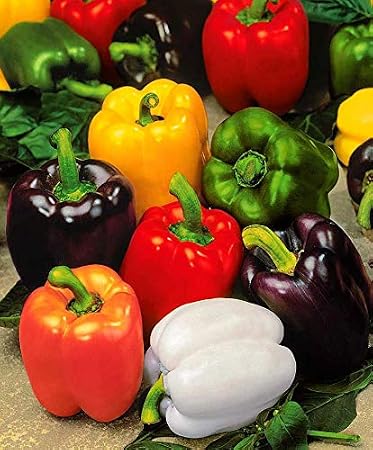 Seeds Vegetable Sweet Bell Pepper Rainbow White-Red - 30 Seeds
