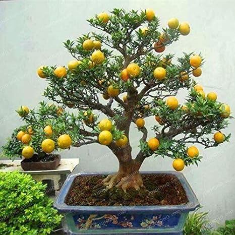Mandarin Orange Bonsai Edible Fruit Bonsai Tree Citrus Bonsai Bonsai Healthy Food Home Garden Easy to Grow 30 Pcs