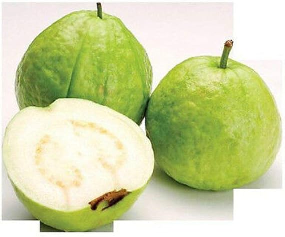15 Seeds Guava White Tropical Fruit Psidium Guajava Tree Edible Guayaba Plant #EXC01
