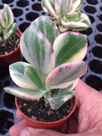 Variegated Jade Plant(crassula Argentea 'variegated') 2 1/4" Succulent Pot