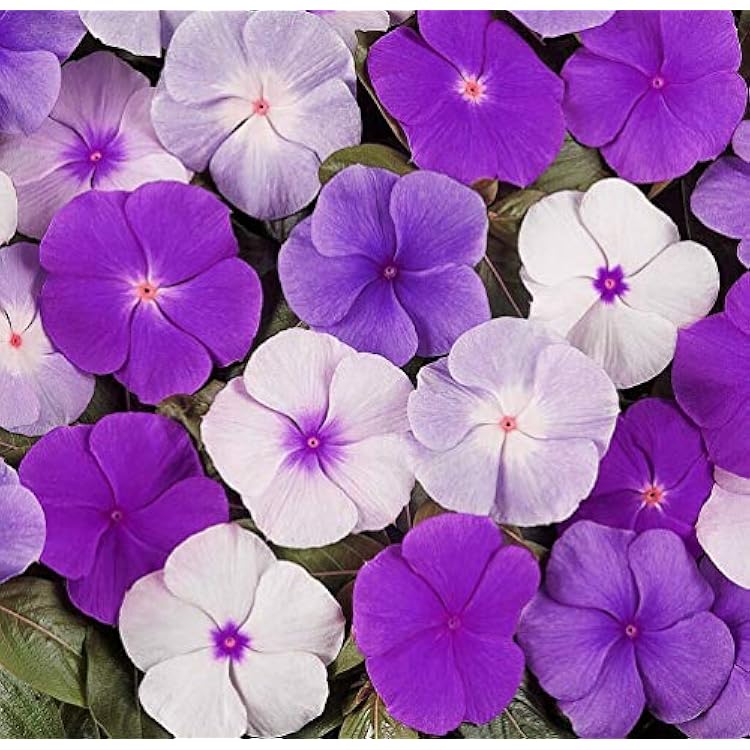 100 Mixed Rosea Vinca Periwinkle Seeds Dwarf Flower Balcony Perennail Garden