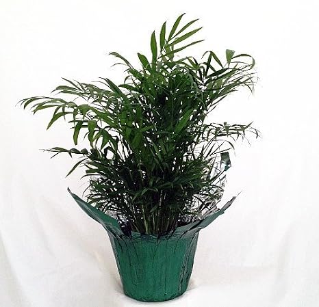 JM BAMBOO-Victorian Parlor Palm - Chamaedorea Elegans - Indestructable
