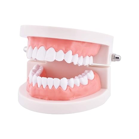 Dental Standard Teeth Model - Dental Mouth Model Human Teeth Model Tooth Brushing Model for Teaching Studying