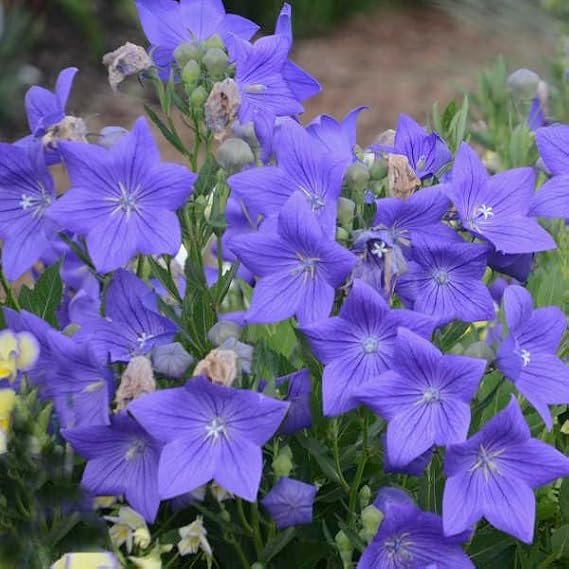 Votaniki Platycodon Grandiflorus Sentimental Blue (Balloon Flower) #1 Size Root for Planting Hardy Perennial with Gorgeous Blue Blooms | Long Lasting Summer Blooms for Gardens (1 Pack)