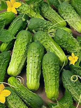 Cucumber Boston Pickling Great Heirloom Vegetable 300 Seeds Packed By Seed Kingdom