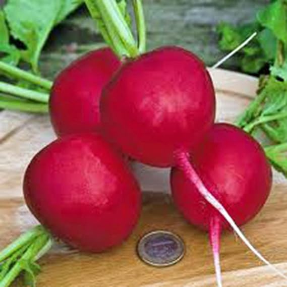 Radish Seed, Champion, Heirloom, Non GMO, 100 Seeds, Perfect Radishes