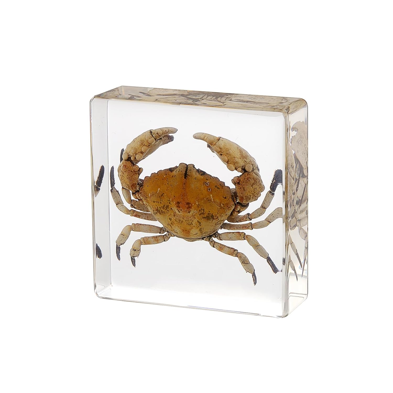Taxidermy Crab, Real Crab Specimens Animal Specimen in Resin for Science Classroom Science Education, Great Gift for Fans of Taxidermy, Animal Skull, Oddities, Biology 3 x 3 x 1 inch