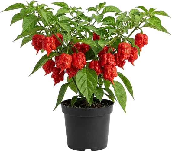 Set 2 Carolina Reaper Plants 4-6 Inch Tall, Hot Red Peppers Chili Peppers Plants, Grow Outdoor, No Pot