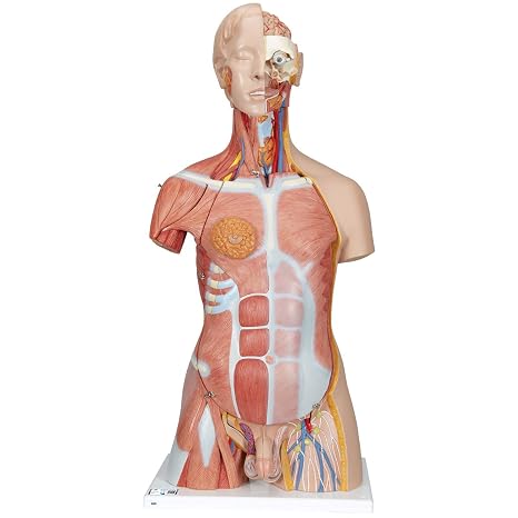 3B Scientific B40 Deluxe Muscle Torso 31-Part - 3B Smart Anatomy