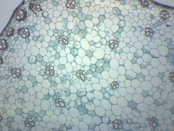 EISCO Monocot Stem, Cross Section - Prepared Microscope Slide - 75 x 25mm - Biology & Microscopy