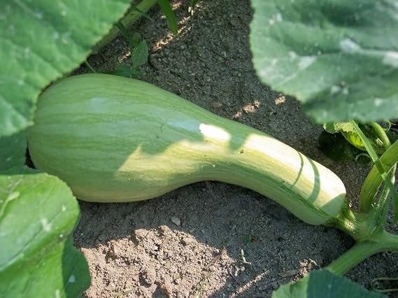 30 Seeds Green Striped CUSHAW Squash Pumpkin (Tennessee Sweet Pot/Gardenato Squash) Cucurbita Mixta Vegetable Lulu Certified Can Grow in Pot/Garden
