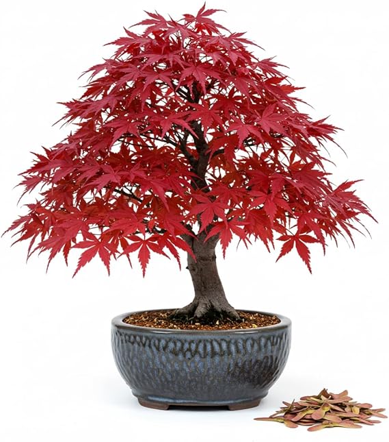 30pcs Red Japanese Maple Seeds Acer palmatum Atropurpureum Premium Bonsai or Garden Tree Seeds