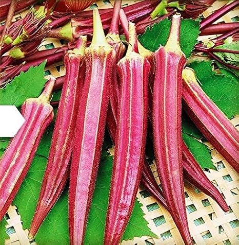 Seeds Alabama Red Okra (Bamia, Lady Finger) Heirloom Vegetable Non GMO