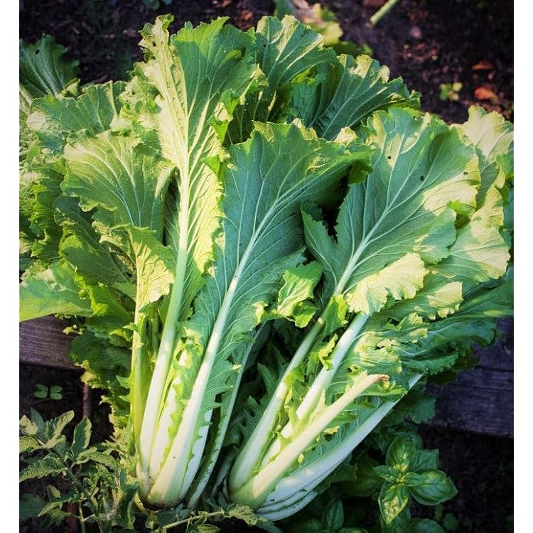 TomorrowSeeds - Michihili Chinese Cabbage Seeds - 1000 Count - for 2025 Planting USA Garden Asian Leafy Spinach Vegetable Bok Choy Non-GMO Heirloom Grow Your Own Home Farm Patio Healthy Sustainable
