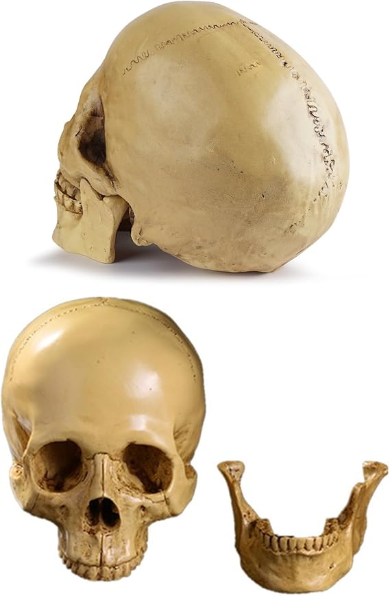 Life Size Resin Human Skull Model,Replica Realistic Head Bone with Removable Mandible,Realistic Faux Human Anatomy for Teaching,Halloween Skulls Skeleton Head Home Decor (7.48"x6.5"x4.53") Beige 1pc