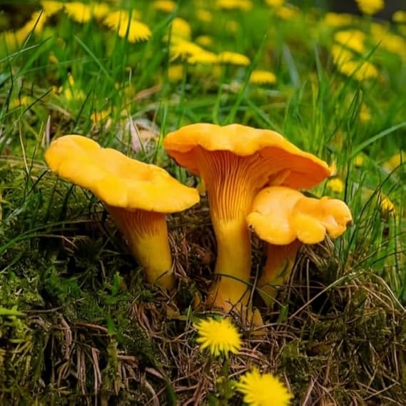 Dried Chanterelle Mushrooms, Premium Grade (1oz)