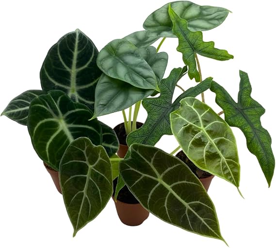 BubbleBlooms Alocasia Assortment Set, 2 inch pots, 4 Different Alocasias Frydek, Black Velvet, Silver Dragon, Maharani, Regal Shield, Bambino