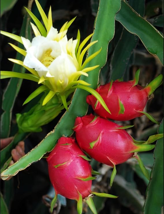 50 PCS Pitaya Bonsai Tree Plants Dragon Fruit Garden Red Meat Pitaya Seeds