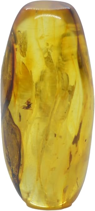 Baltic Amber fossil with Moss Insect- Natural stone 4.40g