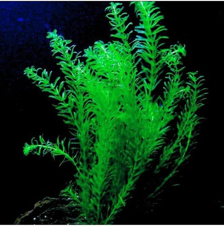 Elodea Species 5 Kök - Eledoa Canlı Bitki