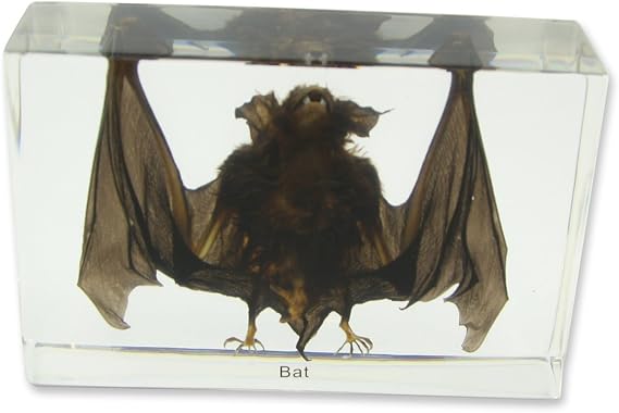 REALBUG Bat Specimen Large