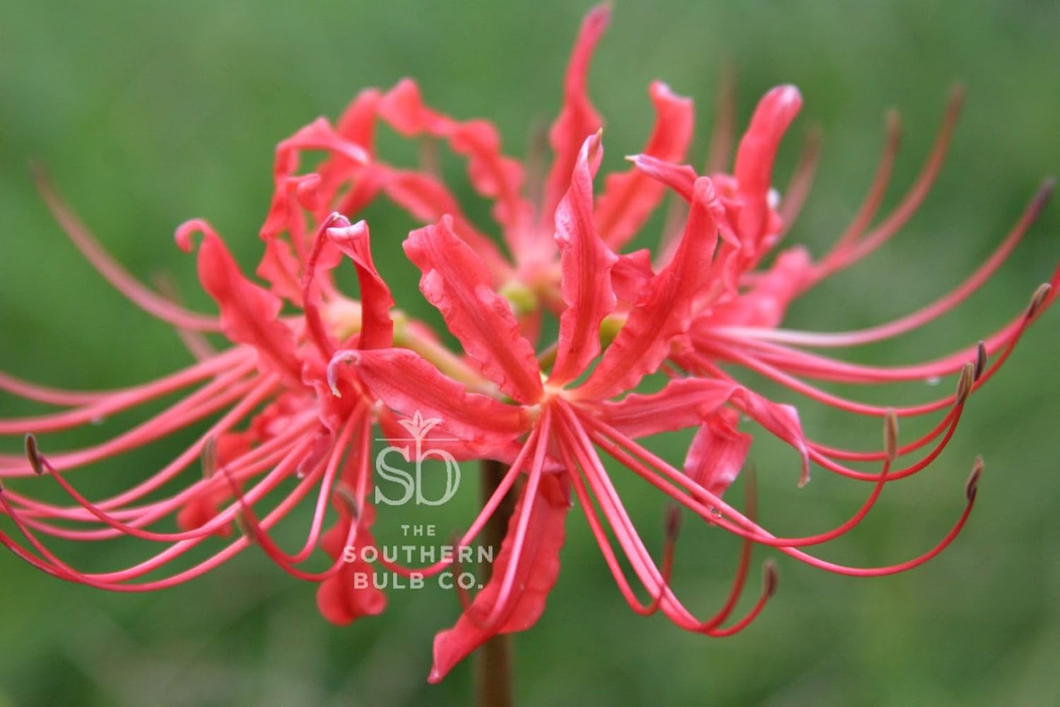 Heirloom Red Spider Lily Lycoris Radiata Bulbs, Fall Blooming Perennial, Perfect for Southern Climates, Pack of 10 Bulbs by The Southern Bulb Company