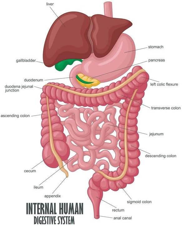 Laminated Digestive System Poster Internal Human Illustration Human Anatomy Educational Chart Poster Dry Erase Wall Art 16x24