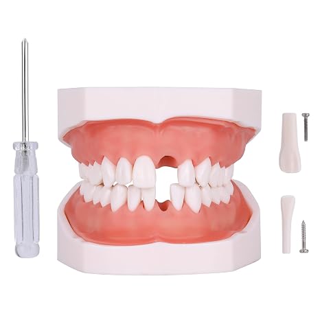 Typodont Teeth Model - Removable Tooth Teach Practice Model Teaching Study Typodont Demonstration Model Come with a Small Screwdriver