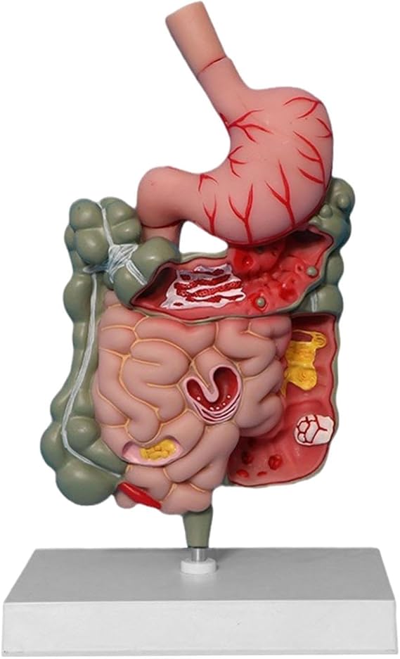 Human Digestive System Model Stomach Section PVC Sturdy Scientific Stomach Model Classroom Science Study Display