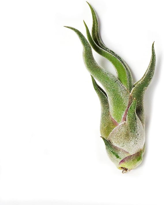 Tillandsia Caput Medusae Mini Air Plants 5 Pack
