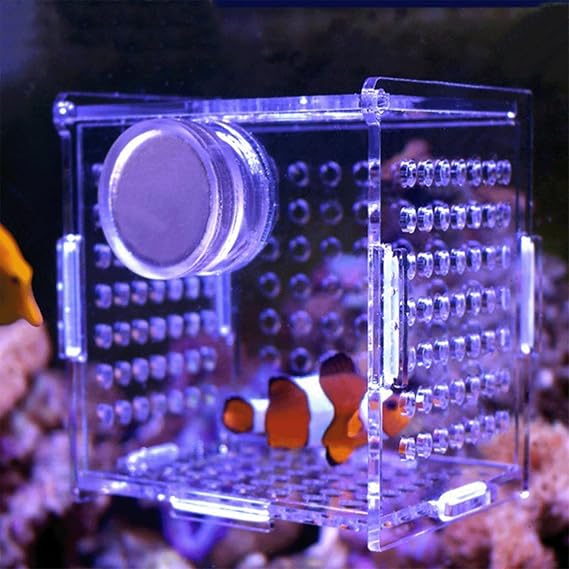 Acrylic Fish Breeding Box, Magnetic Fish Isolation Box Fish Separator for Aquarium Hatchery Incubator Tank for Baby Fishes Shrimp Clownfish Guppy (Medium, Normal Magnetic Model)