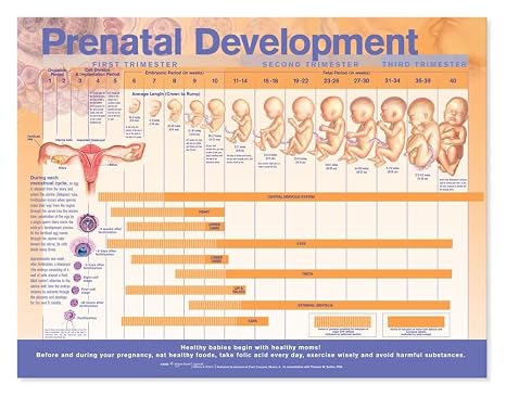 Prenatal Fetal Development Chart