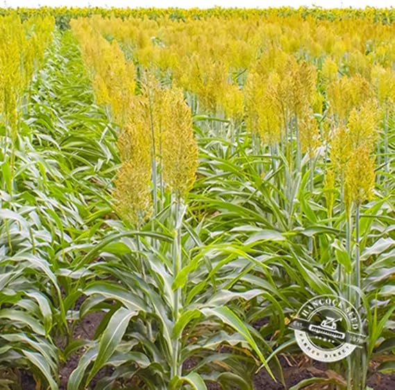 Hancock Seed Co. WGF Sorghum Seeds, 5 lbs.