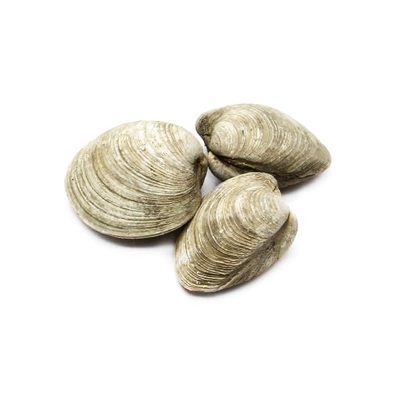 Clam Littleneck Farm Raised