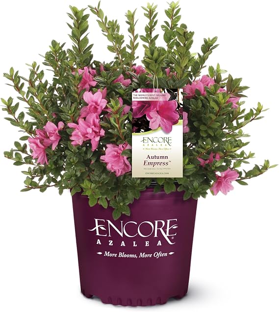 Encore Azalea 1 Gal. Autumn Empress Azalea Shrub