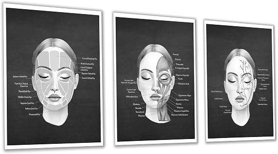 Gnosis Picture Archive Face Anatomy Chart of Facial Fat Pad, Muscles, Blood Vessels Set of 3 Art Unframed Prints Doctor Office Decor, chalkboard, black, white