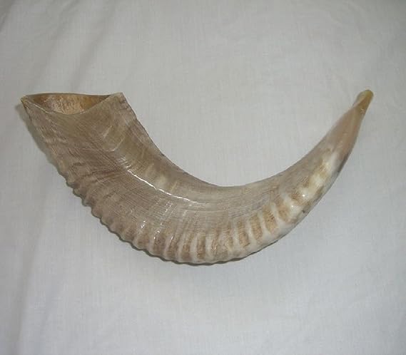 Small Classic Ram's Horn Shofar - Half Polished Finish Half natural New 12"-15"