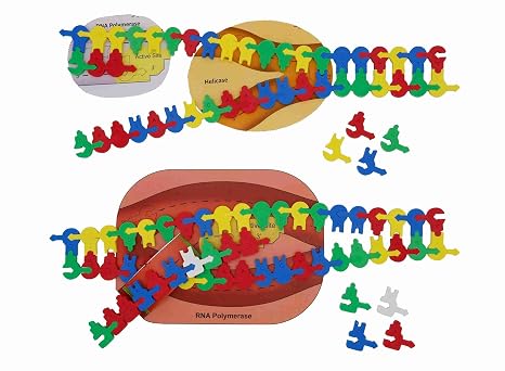 Nucleotide Student Modeling Pack