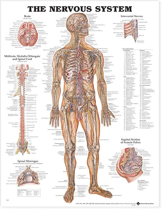 The Nervous System Anatomical Chart