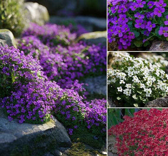 200+ Mixed Ground Cover Rockcress Seeds Flowers Garden Planting