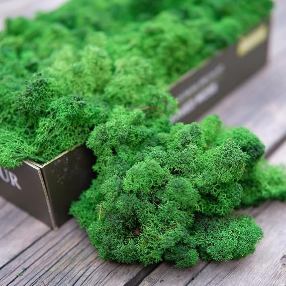 Preserved Reindeer Moss Natural Green DIY Kit Gardenning Art Wall Decor Florist Decor Easter Table Decor Wedding