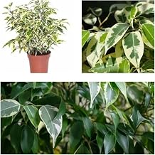 1 Adet Alacalı Benjamin Çiçeği 50-60 Cm Saksılı Çiçekli Bodur Bitkiler Ficus Benjamina