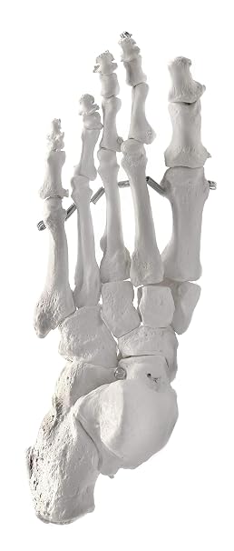 Foot Bone Model, Articulated - Left - Anatomically Accurate Human Bone Replica - hBARSCI