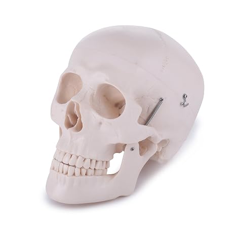 Real Human Skull (replica) with Mandible Bone. A Great Human Skull Life Size with 3 removable parts, Calvaria, Base of Skull and Mandible Plus a Life Time Guarantee