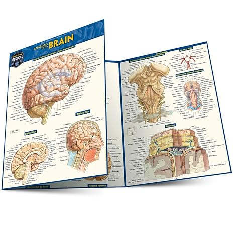Brain: QuickStudy Laminated Reference Guide (Quick Study Academic)